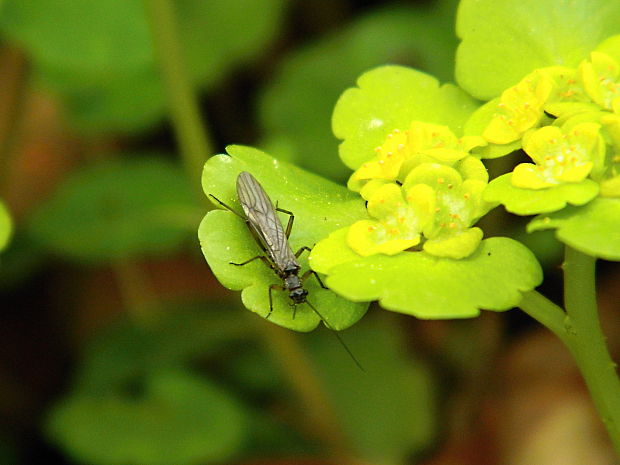 pošvatka Plecoptera