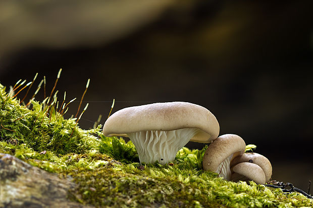 hliva ustricovitá Pleurotus ostreatus (Jacq.) P. Kumm.