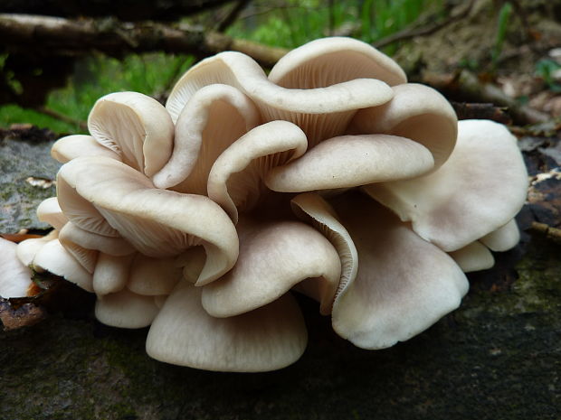 hliva buková Pleurotus pulmonarius (Fr.) Quél.