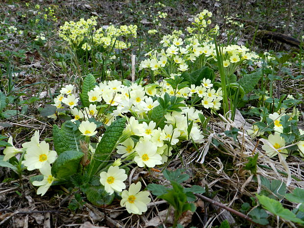 prvosienka bezbyľová a vyššia Primula acaulis (L.) L.