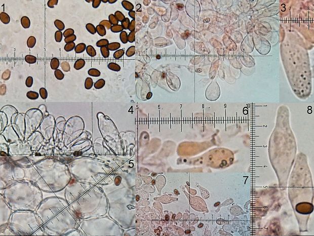 drobuľka hnedosivá Psathyrella spadiceogrisea (Schaeff.) Maire