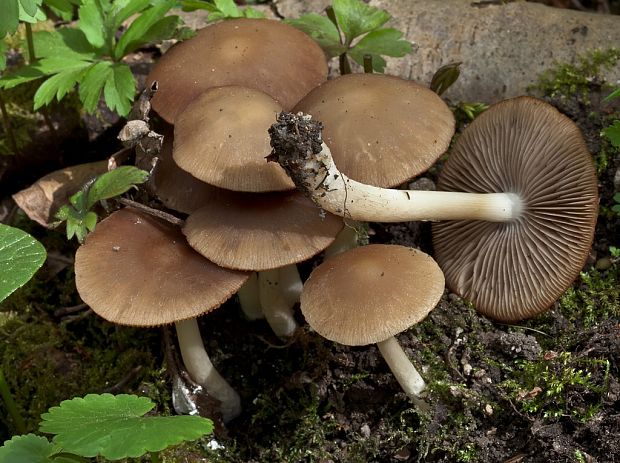 drobuľka hnedosivá Psathyrella spadiceogrisea (Schaeff.) Maire