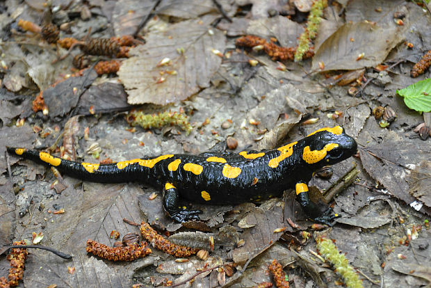 salamandra škvrnitá Salamandra salamandra