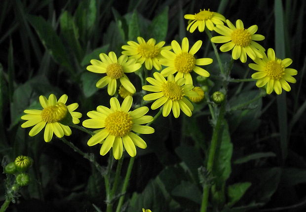 starček jarný Senecio vernalis Waldst. et Kit.