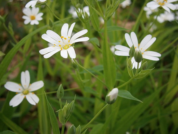 hviezdica veľkokvetá Stellaria holostea L.