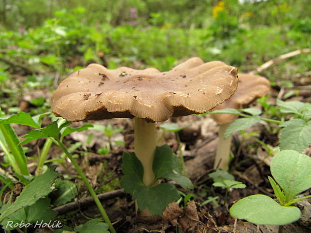 golierovka slamomilná Stropharia rugosoannulata Farl. ex Murrill