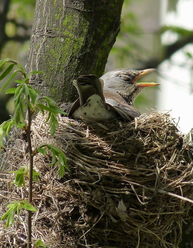 drozd čvikotavý Turdus pilaris