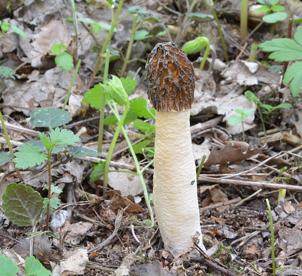 smrčkovec český Verpa bohemica (Krombh.) J. Schröt.