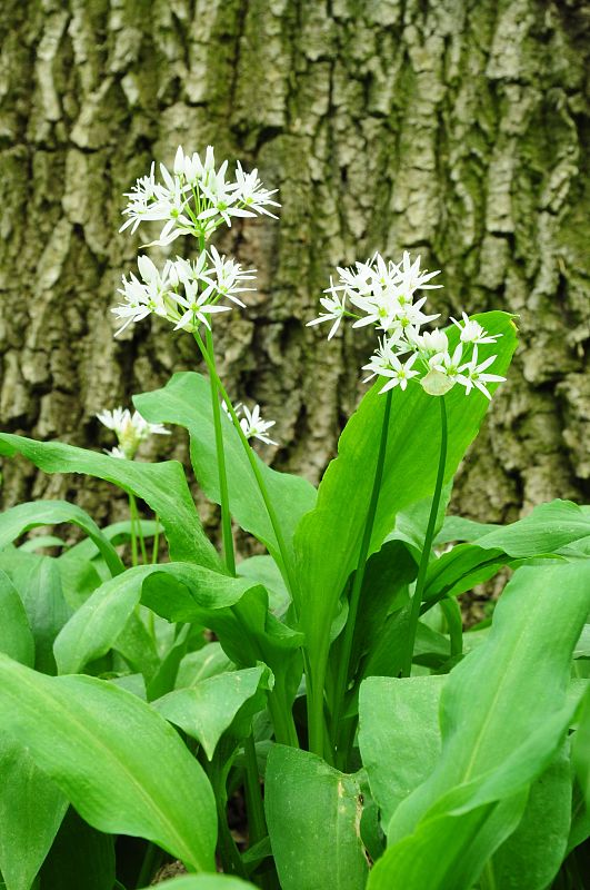 cesnak medvedí Allium ursinum L.