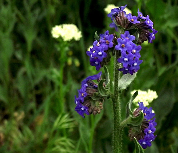 smohla lekárska Anchusa officinalis L.