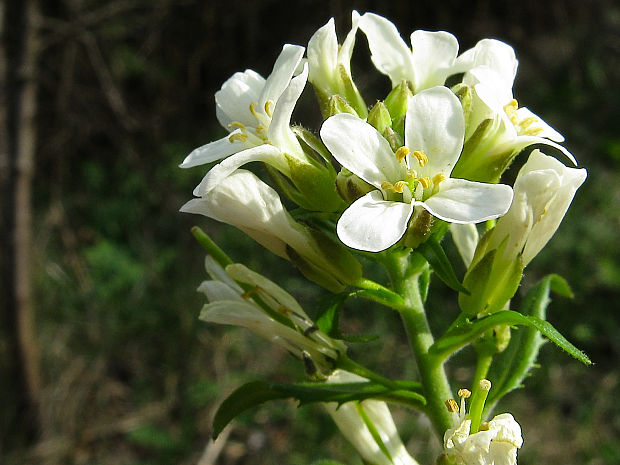 arábka ovisnutá Arabis turrita L.