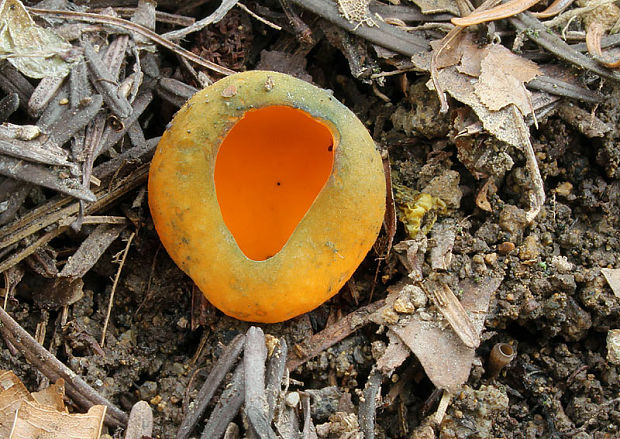 pohárovka ohnivá Caloscypha fulgens (Pers.) Boud.