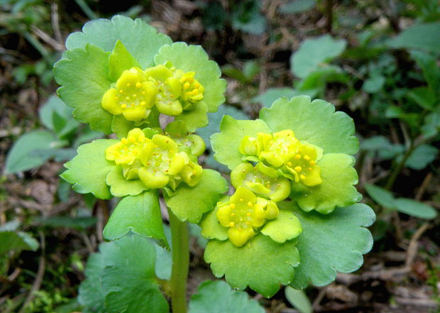 slezinovka striedavolistá Chrysosplenium alternifolium L.