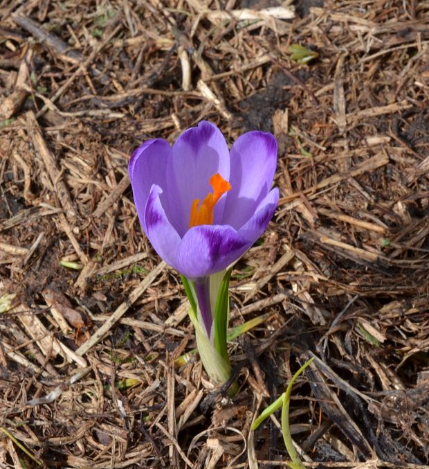 šafran Crocus sp.