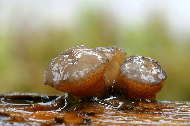 vodnička sediaca Cudoniella tenuispora (Cooke et Massee) Dennis