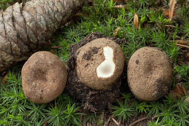 srnka obyčajná Elaphomyces granulatus Fr.