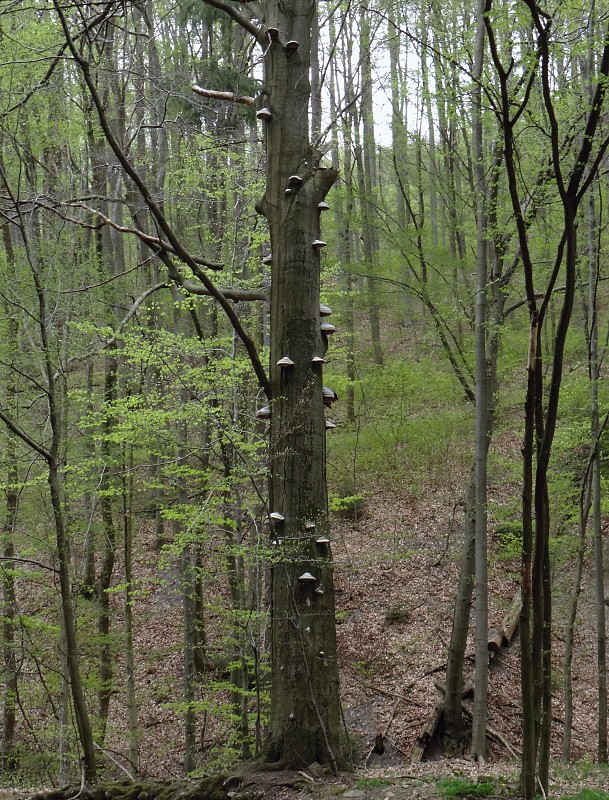 práchnovec kopytovitý Fomes fomentarius (L.) J.J. Kickx