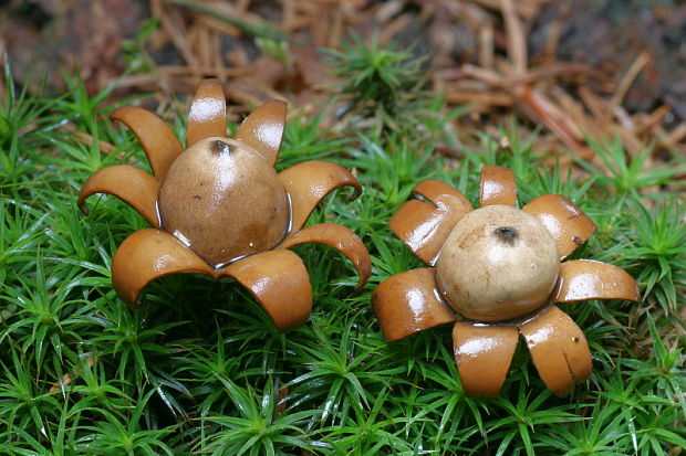 hviezdovka kvetovitá Geastrum floriforme Vittad.