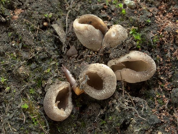 chriapač sosnový Helvella leucomelaena (Pers.) Nannf.