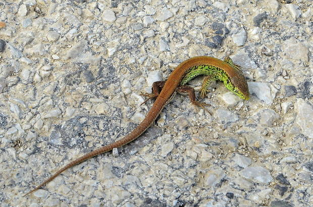 jašterica  Lacerta agilis