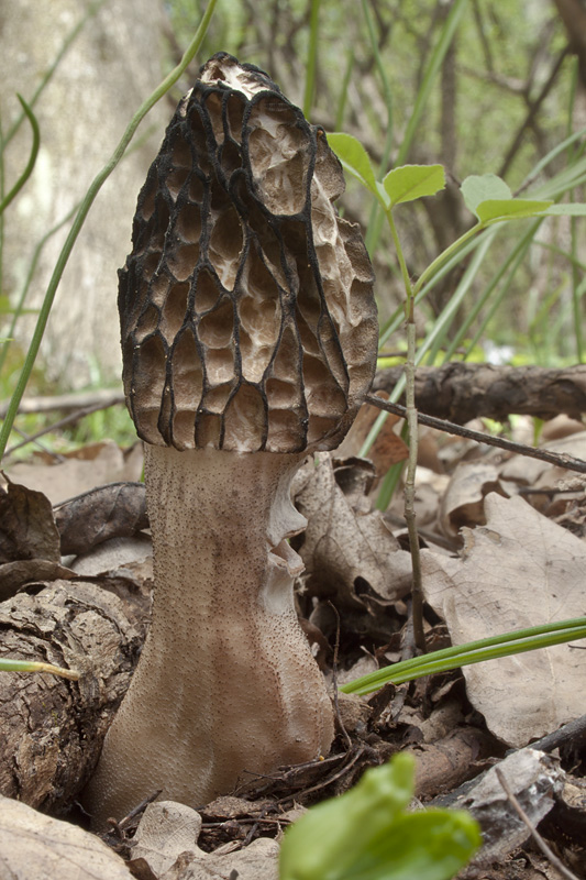 smrčok černastorebrový Morchella angusticeps Peck