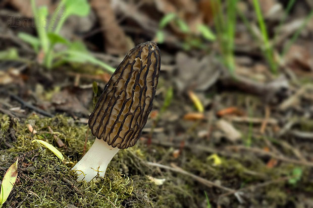 smrčok černastorebrový Morchella angusticeps Peck