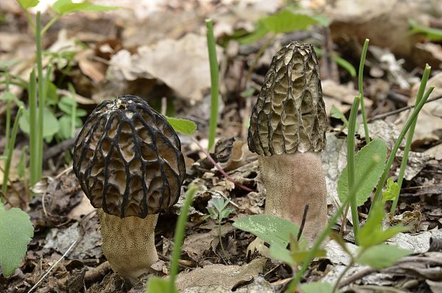 smrčok vysoký Morchella elata Fr.