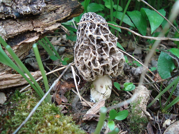 smrčok jedlý Morchella esculenta (L.) Pers.