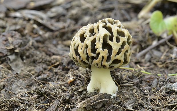 smrčok jedlý Morchella esculenta (L.) Pers.