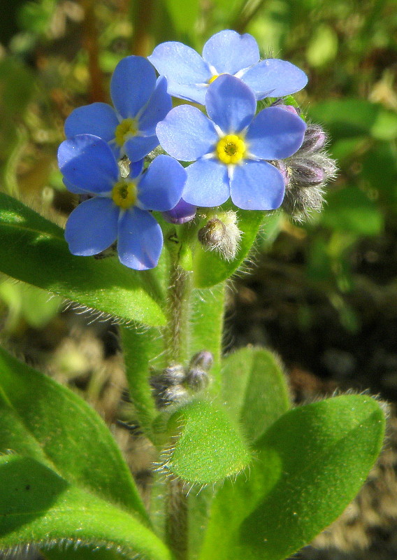 nezábudka Myosotis sp.