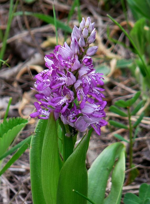 vstavač vojenský Orchis militaris L.