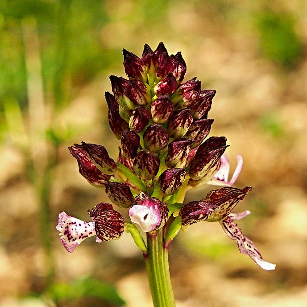 vstavač purpurový Orchis purpurea Huds.