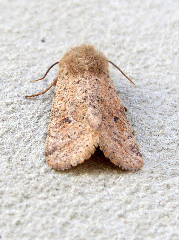 mora dubová  Orthosia cruda  Denis & Schiffermüller,1775