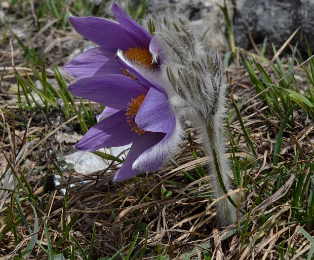 poniklec Pulsatilla sp.