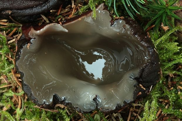 mäsovec guľatý Sarcosoma globosum (Schmidel) Casp.