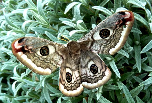 okáň podobný Saturnia pavoniella