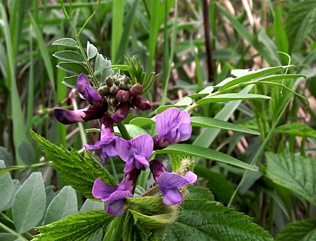 vika plotná Vicia sepium L.