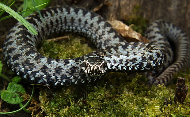 vretenica severna Vipera berus