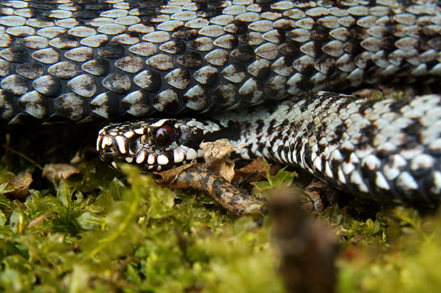 vretenica severna Vipera berus