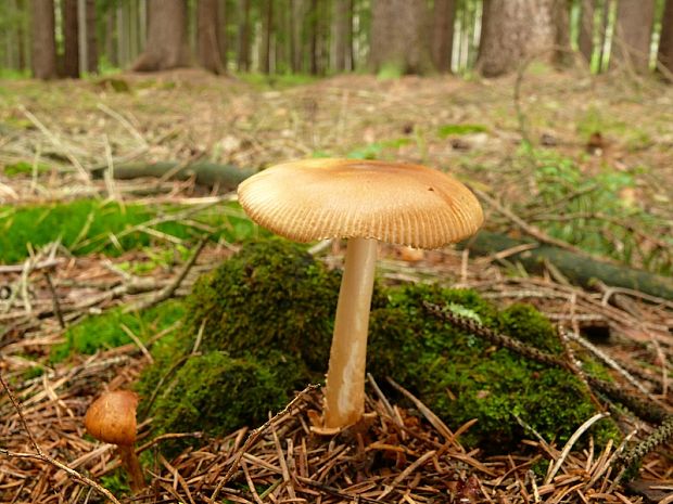 muchotrávka plavohnedá - muchomůrka oranžová Amanita fulva Fr.