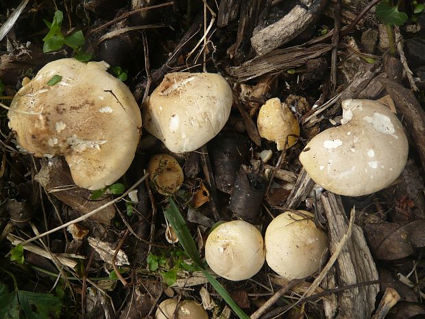 čírovnica májová Calocybe gambosa (Fr.) Donk