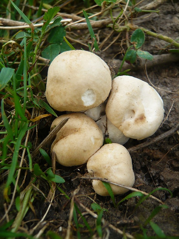 čírovnica májová Calocybe gambosa (Fr.) Donk