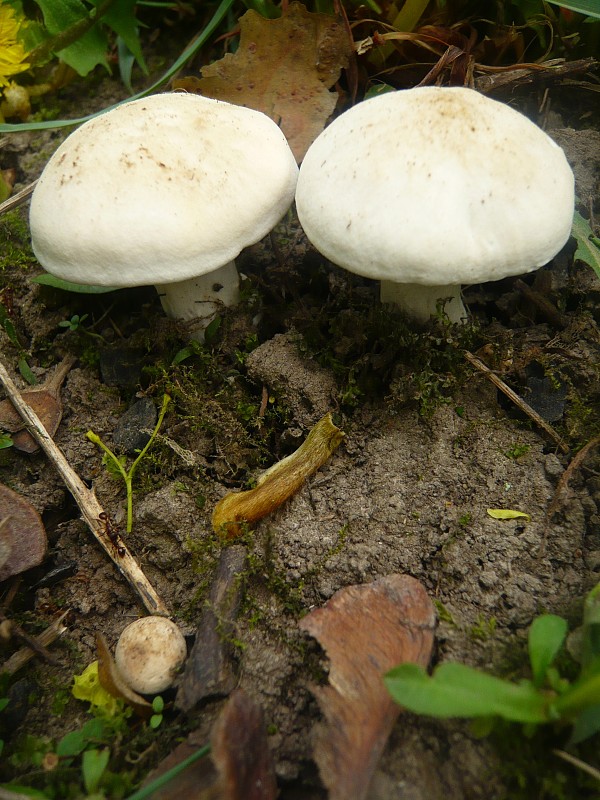 čírovnica májová Calocybe gambosa (Fr.) Donk