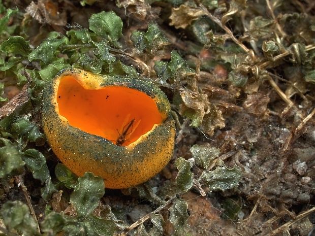 pohárovka ohnivá Caloscypha fulgens (Pers.) Boud.