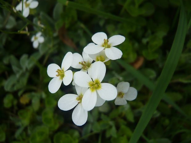 žerušnica lúčna Cardamine pratensis L.