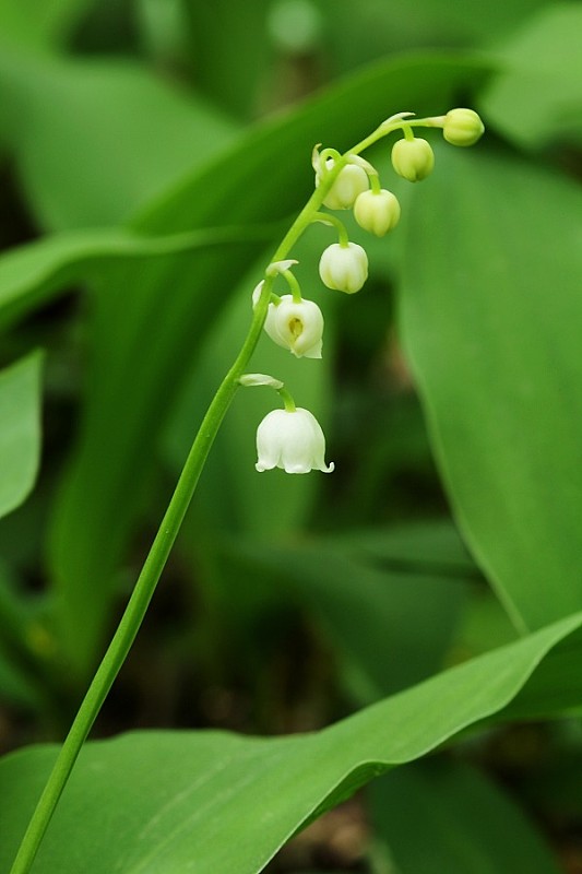 konvalinka voňavá Convallaria majalis L.