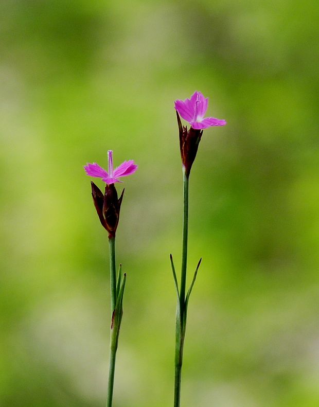 klinček kartuziánsky Dianthus carthusianorum L.