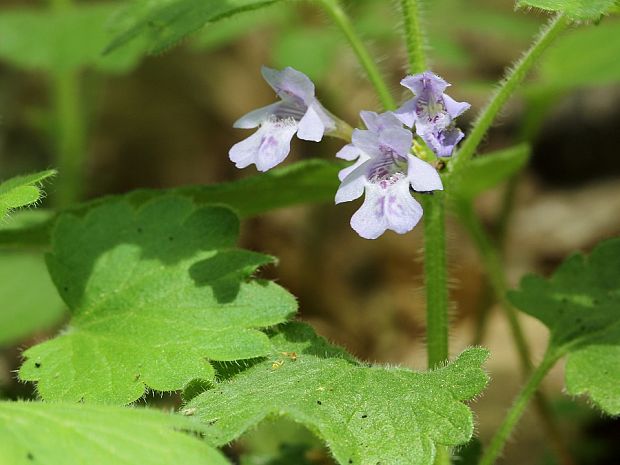 zádušník brečtanovitý Glechoma hederacea L.