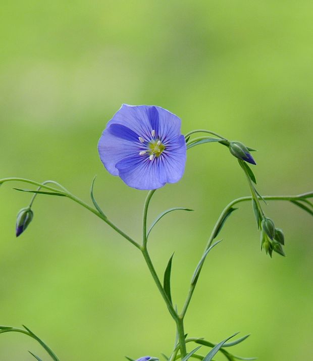 ľan rakúsky Linum austriacum L.