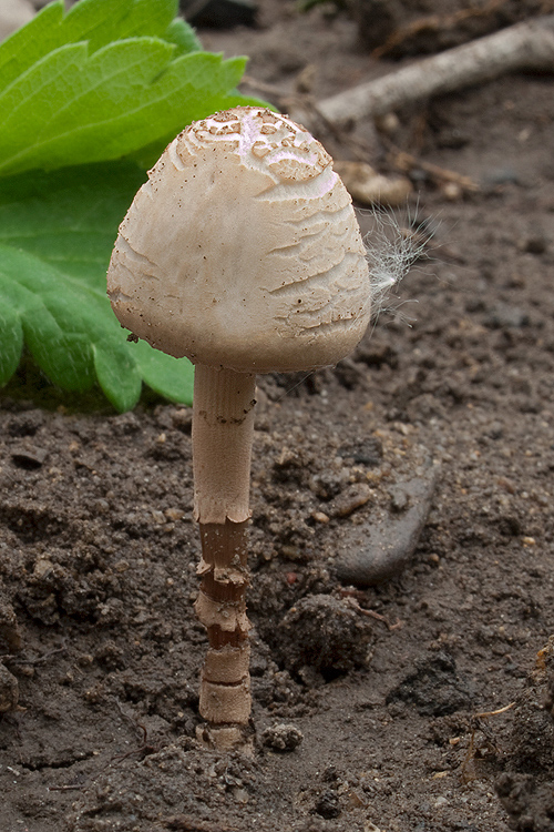 zvonovec Panaeolus sp.